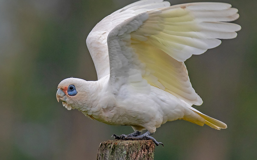 Cacatua sanguinea